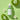 SUNGBOON EDITOR Green Tomato Pore Lifting Ampoule 30ml