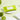 SUNGBOON EDITOR Green Tomato Deep Pore Cleansing Tissue 50g 10pcs